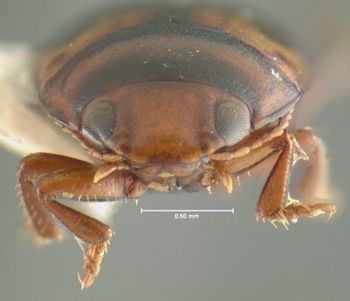 Media type: image;   Entomology 23919 Aspect: head frontal view